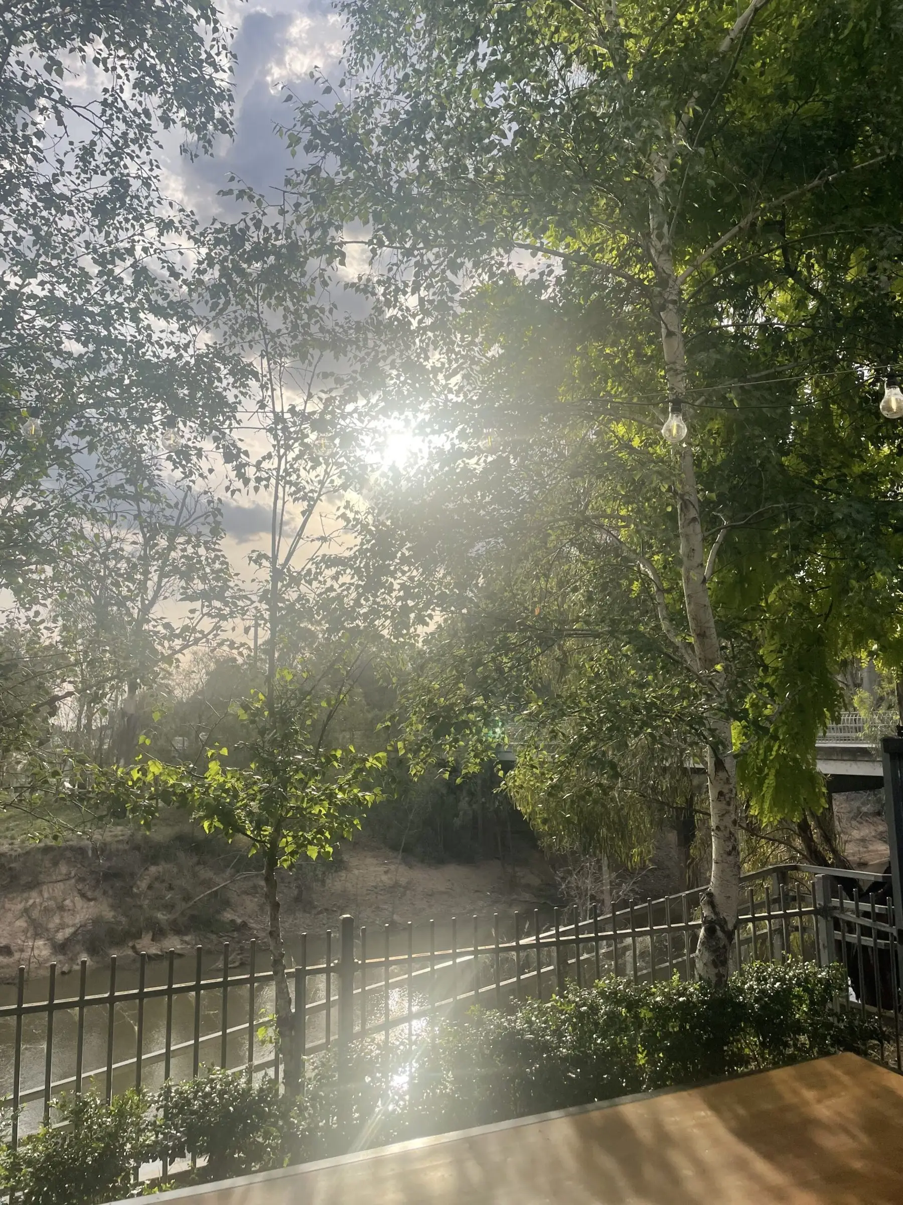 Late sun through the river gums from the hotel's courtyard deck
